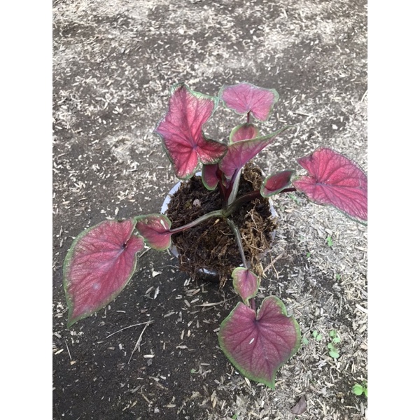 Tanaman bunga keladi/caladium red jaguar cantik