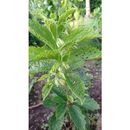 DAUN KEJI BELING / BIBIT KEJI BELING / KACAH BELING HERBAL