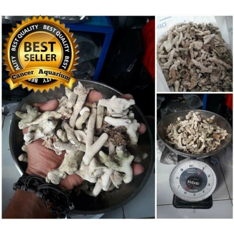 karang jahe 1kg karang jahe media filter aquarium murah