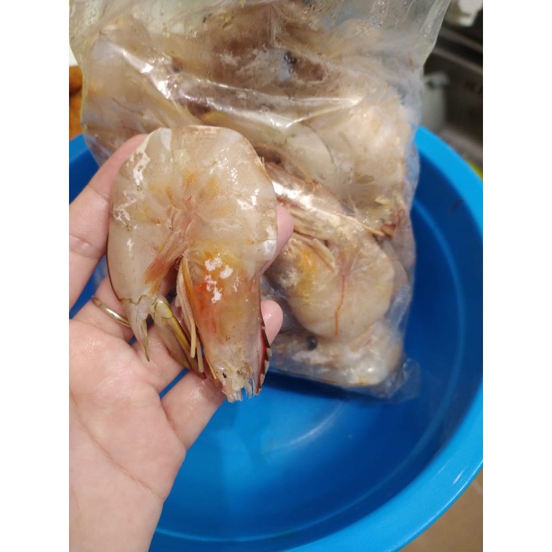 Udang Jerbung FROZEN / UDANG JERBUNG / UDANG LAUT FRESH