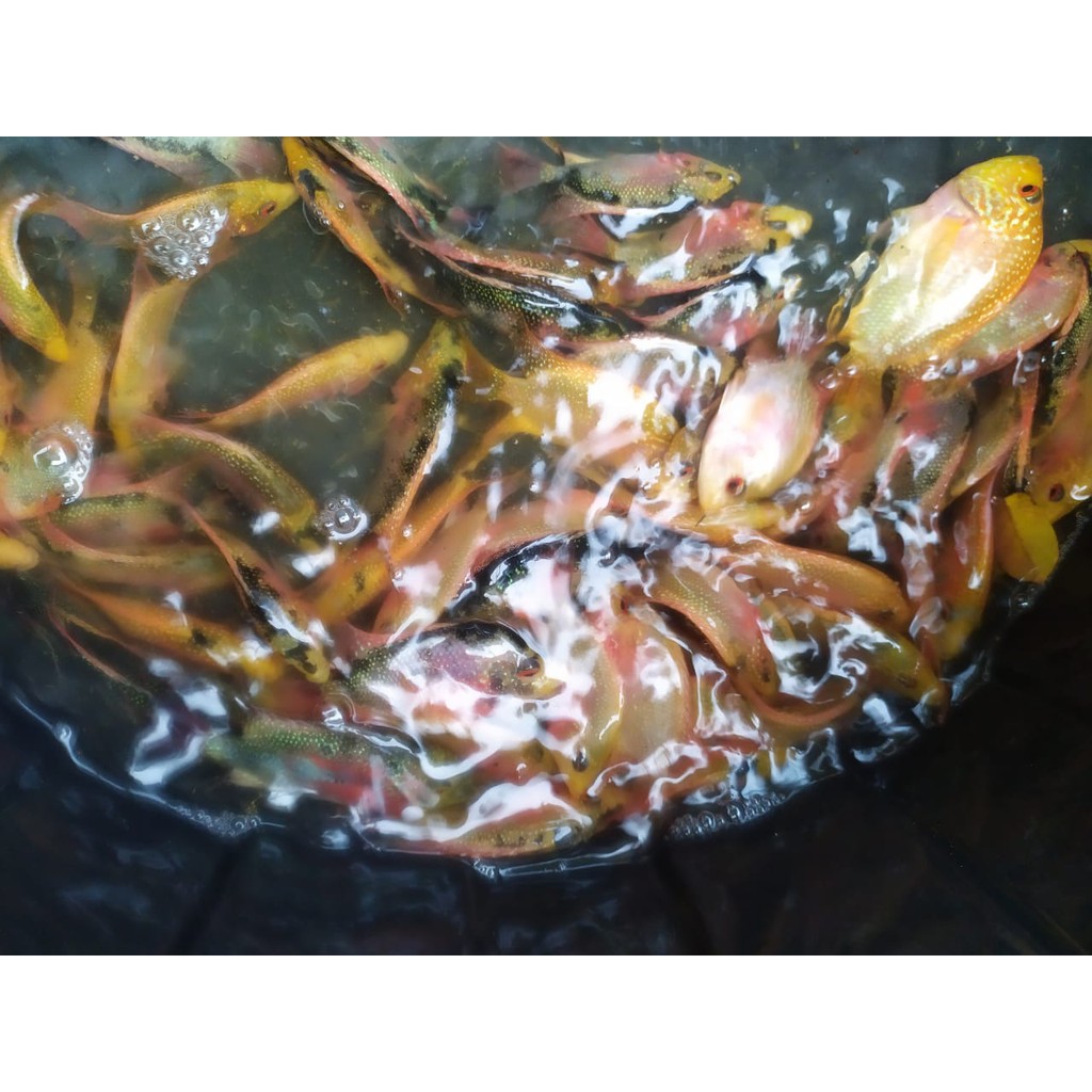 ikan lohan burayak golden base