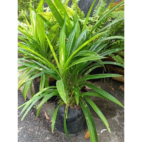 Tanaman Herbal Daun Pandan Wangi | Daun sudah besar