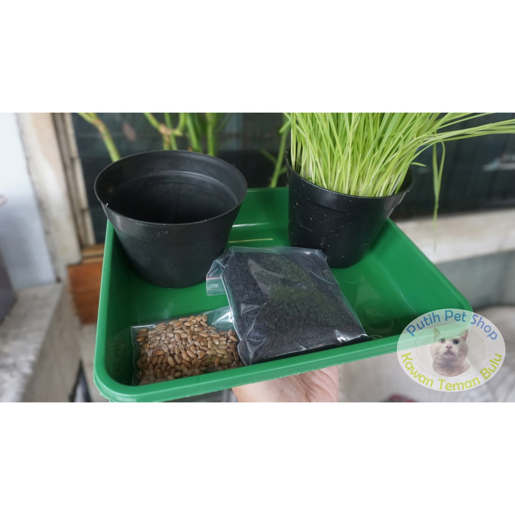 Wheatgrass - Rumput Kucing siap tanam