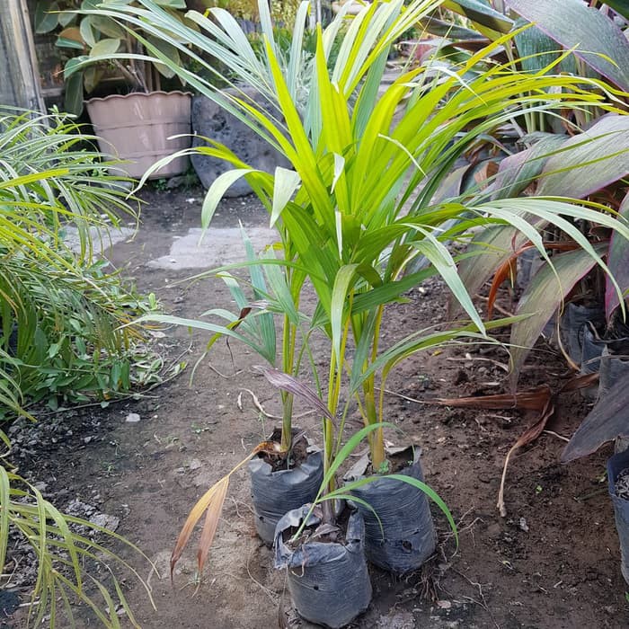 Palem kuning | tanaman palem kuning