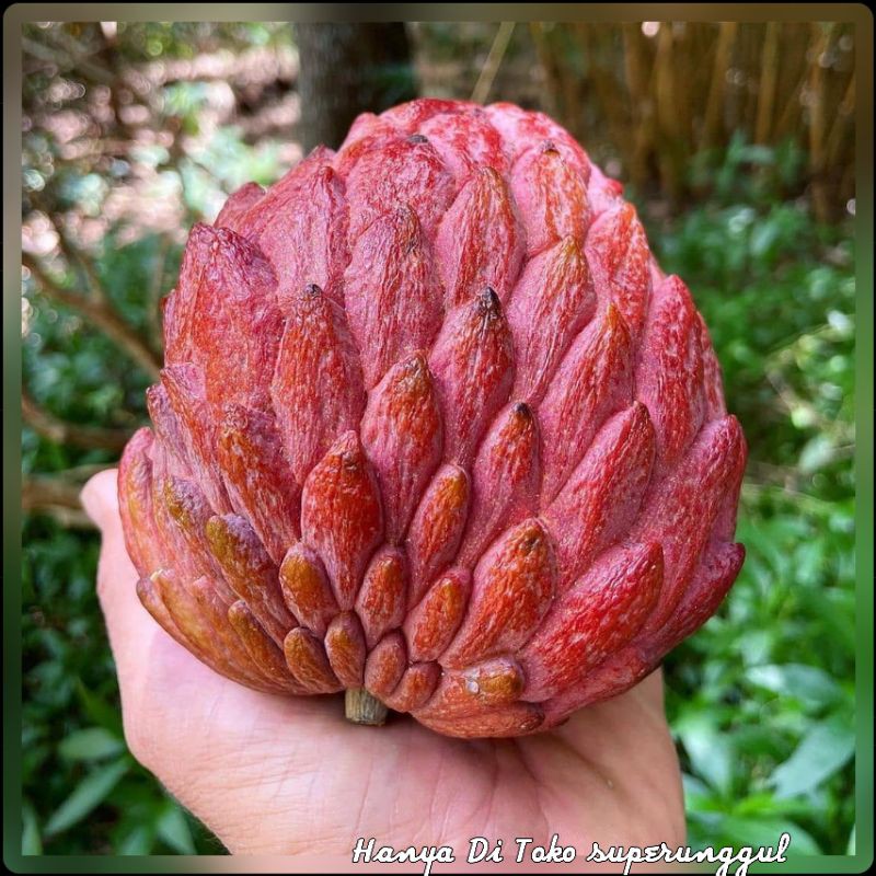 Bibit surikaya merah