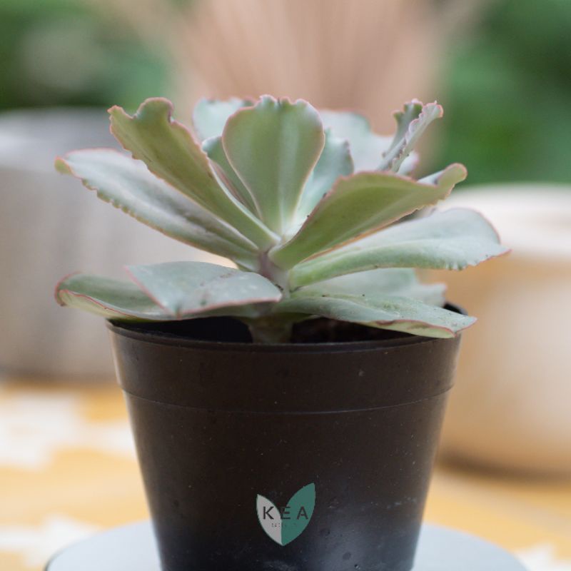 Echeveria shaviana | Sukulen Kaktus