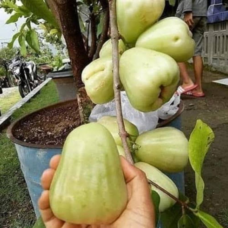 

Jambu Air Madu