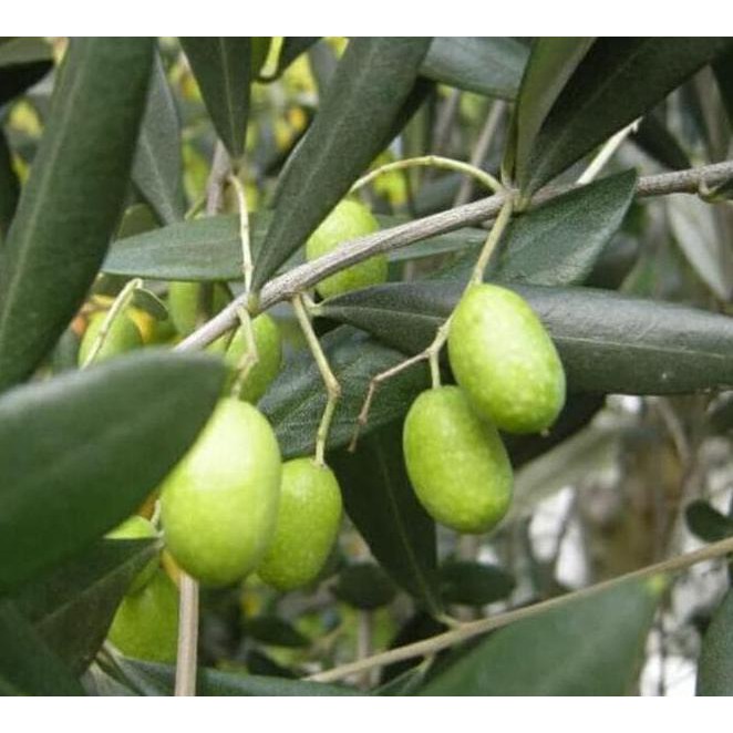 BIBIT BUAH ZAITUN / BIBIT POHON TANAMAN UNIK LANGKA PROMO... N4WF