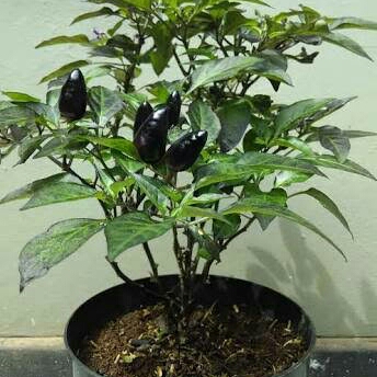 Tanaman Hias Cabe Ungu / Bibit Pohon Cabe Ungu