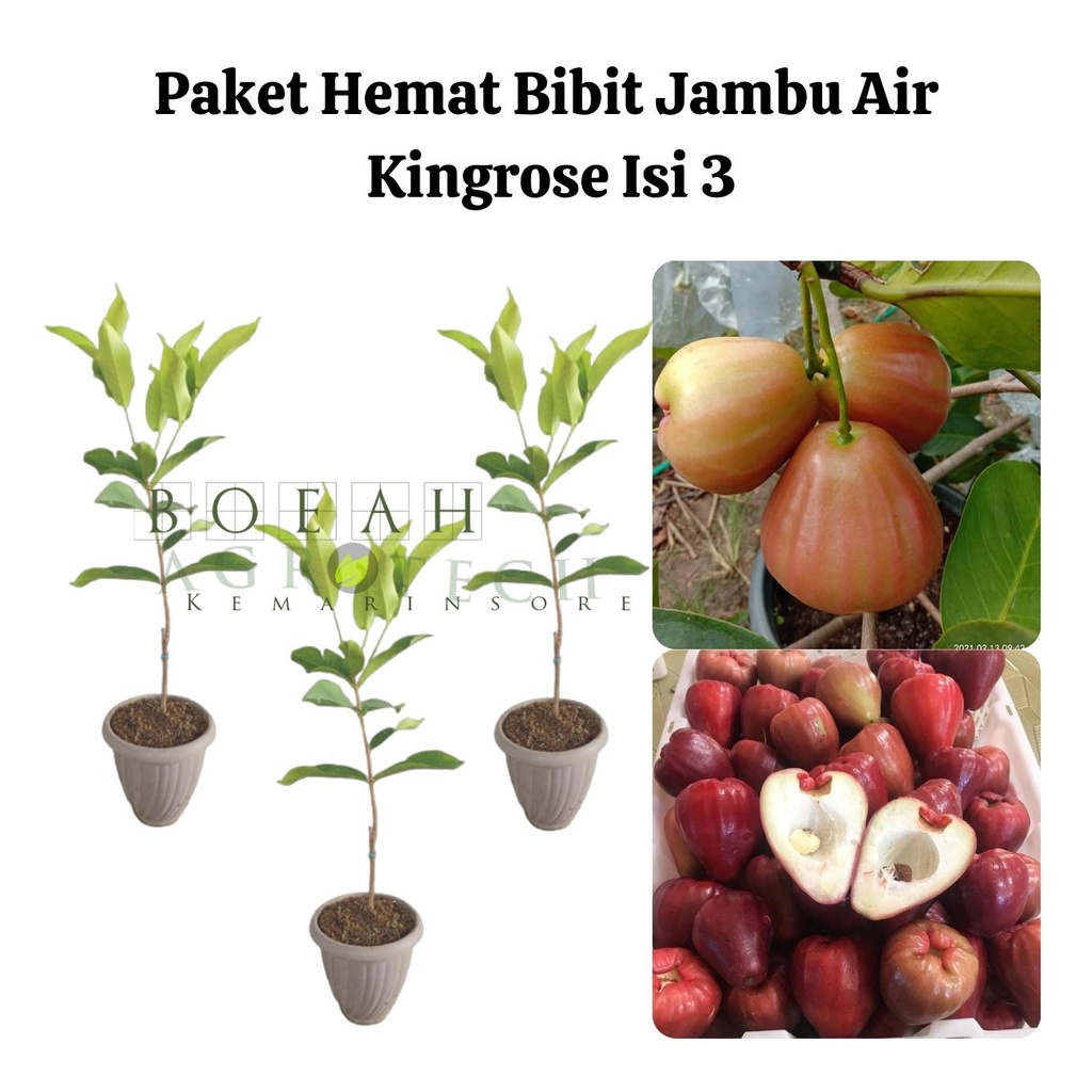 Paket Hemat Bibit Jambu Air Kingrose Okulasi Isi 3 Bonus Bibit Strawberry+Polibag