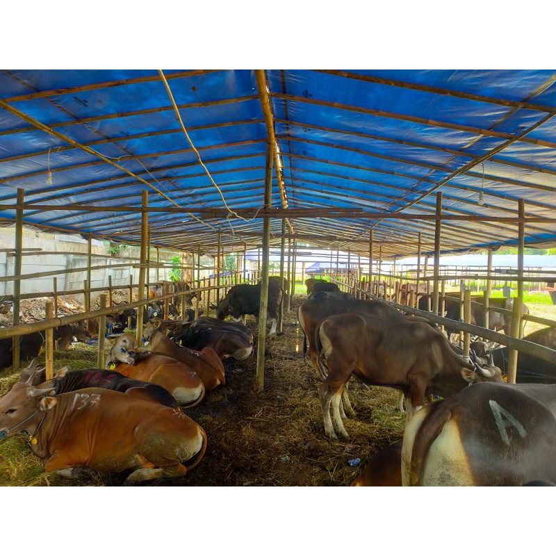 Jual Sapi Qurban Premium Ras Bali Shopee Indonesia