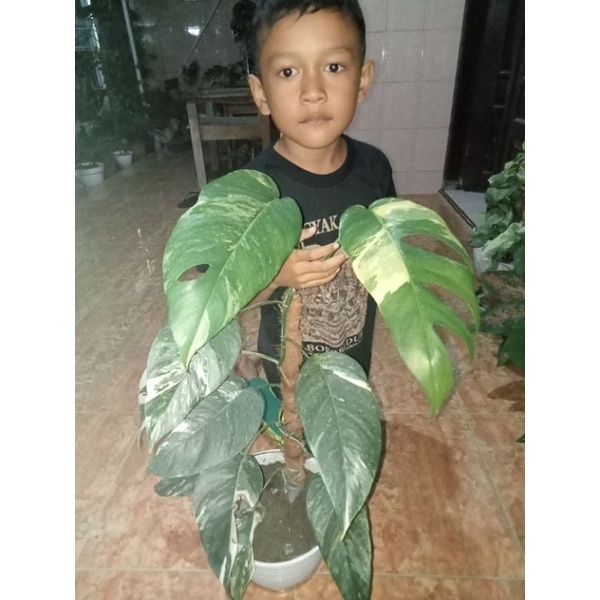 epipremnum pinatum variegata realpic