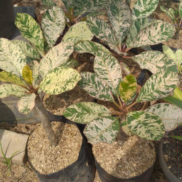 Tanaman hias plumeria kamboja varigata