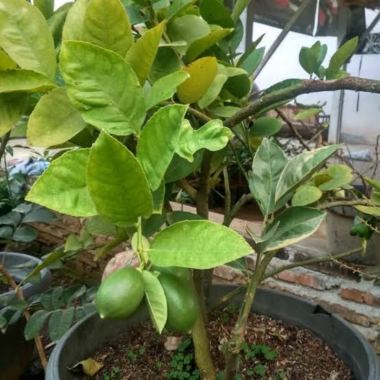 Bibit Pohon Jeruk Lemon - Pohon Jeruk Lemon Local - Pohon Jeruk