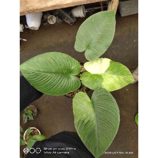 homalomena schismatoglottis variegata