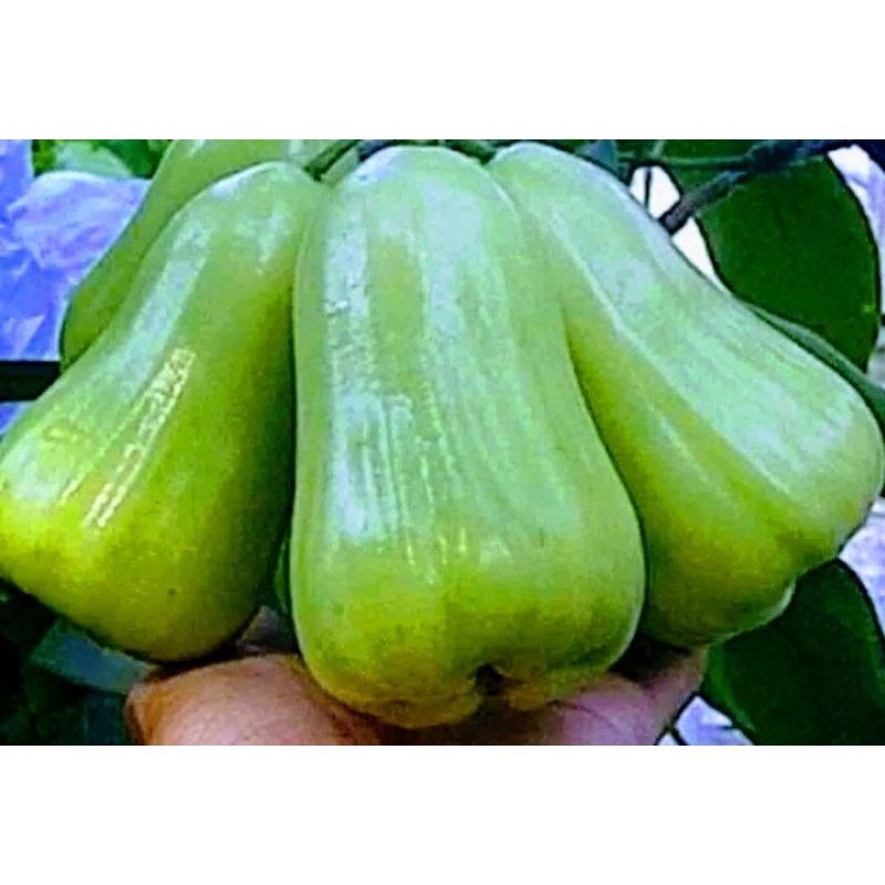 Jambu Air Taiwan SuperGreen Okulasi