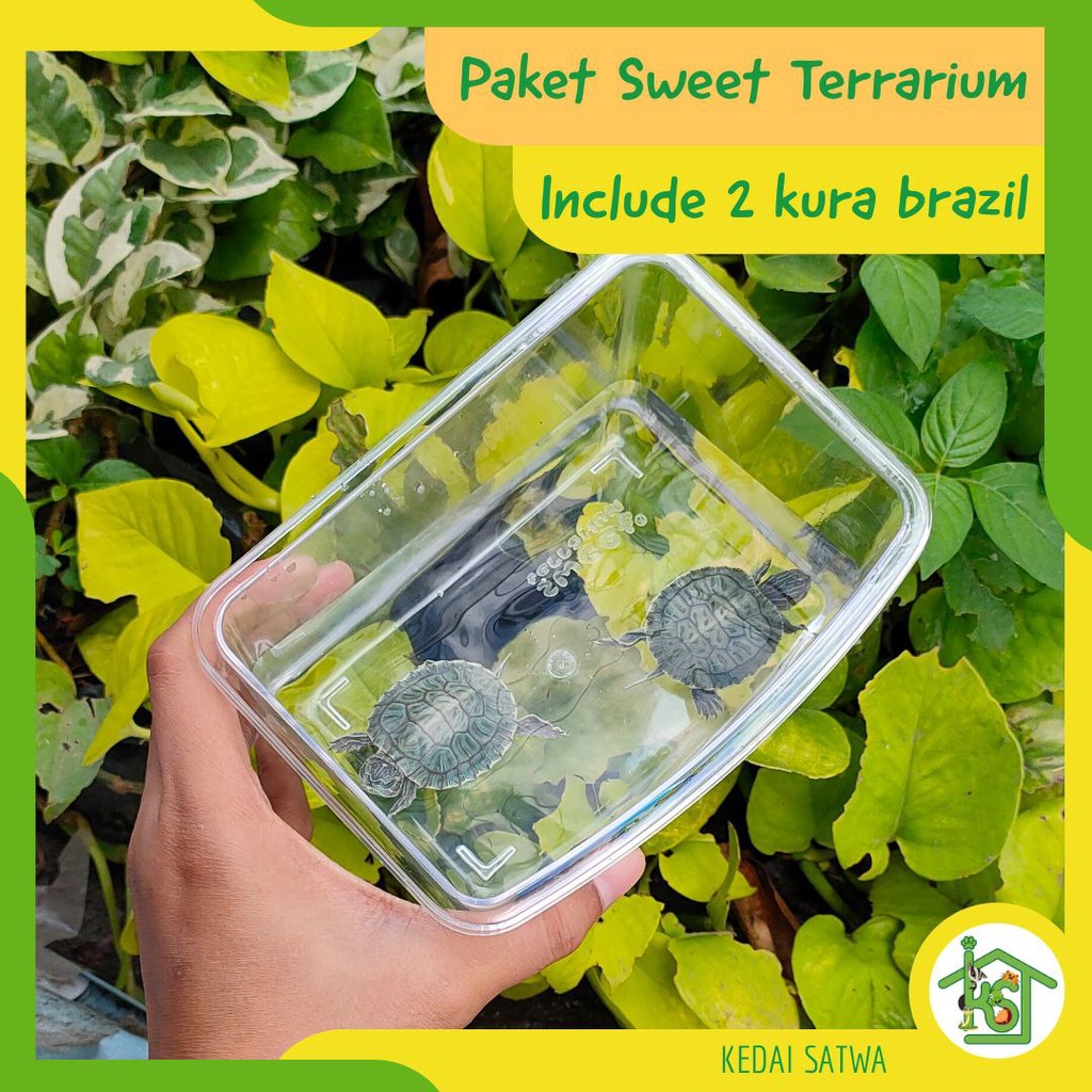 Kura Kura Brazil | Kura Air | Sweet Terrarium Kandang Tempat Kura Kura