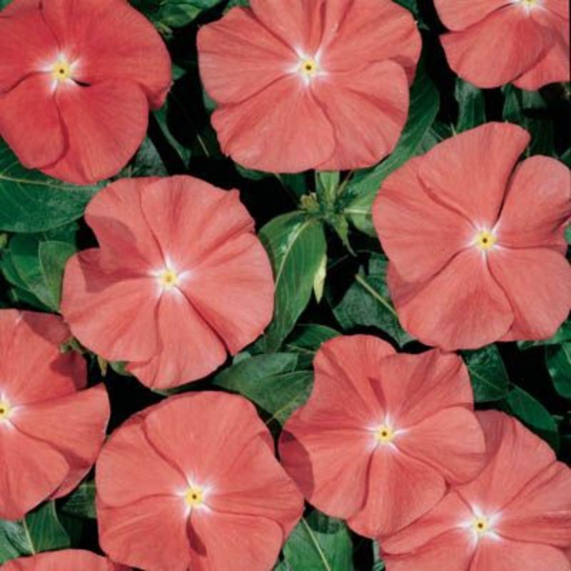 Benih Biji Bunga Vinca Santa Fe import