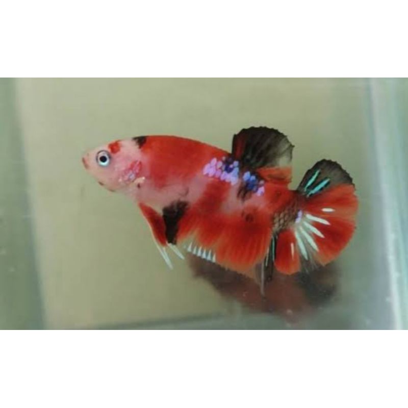 Cupang Hias Koi Multicolour. Nemo .Galaxy
