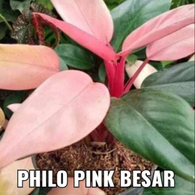 Philo pink.