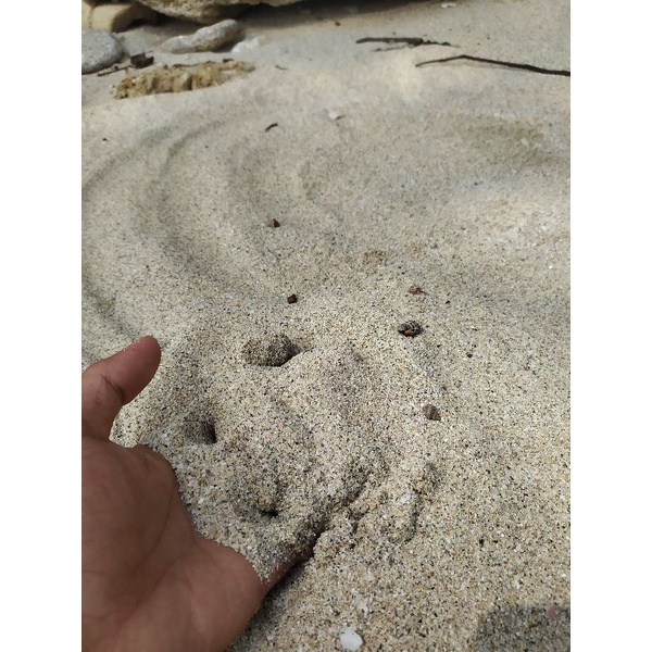 PASIR PUTIH LAUT  Per 1kg