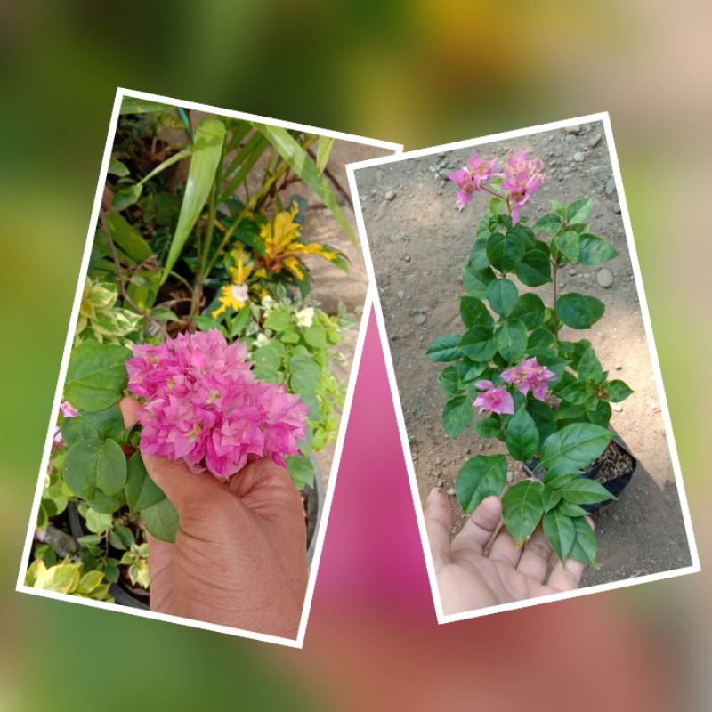 Jual Bougenville Tumpuk Pink // Bougenvil Hawai Pink