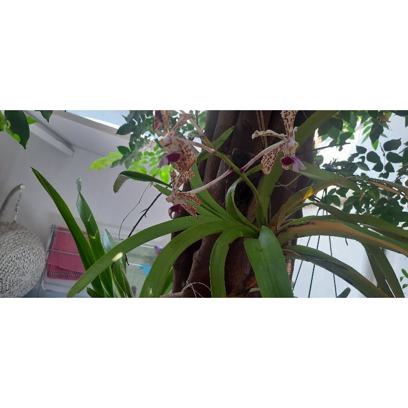 Vanda Tricolor Dewasa siap Bunga
