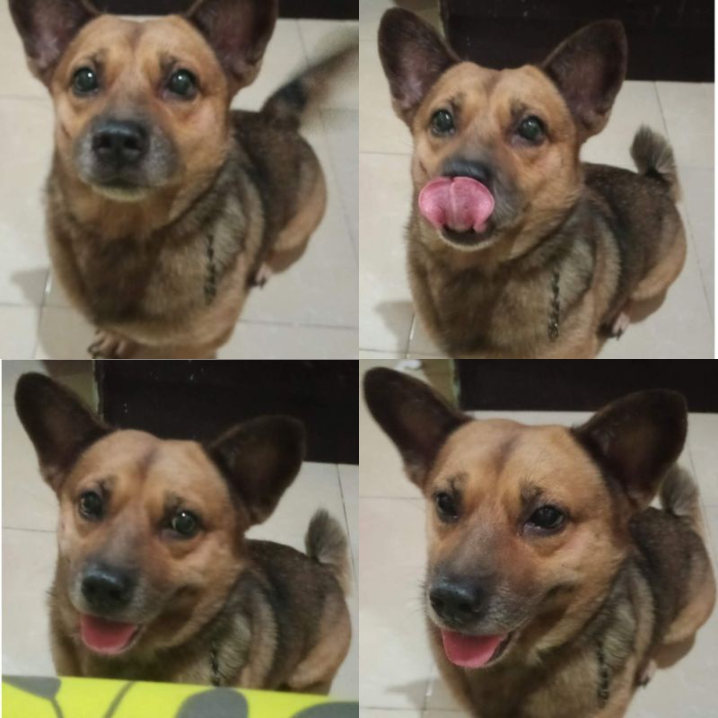 

Anjing Kurang Ajar