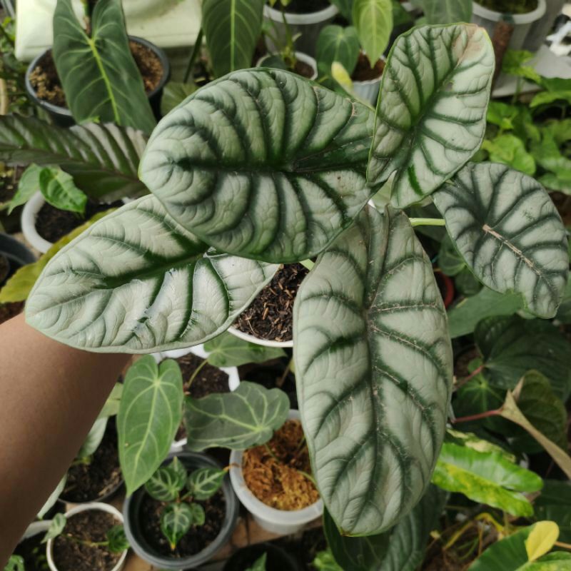 Bibit Bonggol alocasia Dragon Silver /Tengkorak Silver