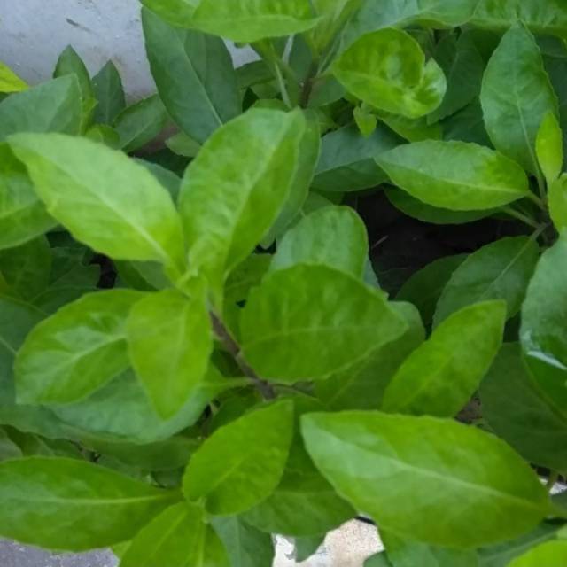 

Daun daun sambung nyawa 50 gr