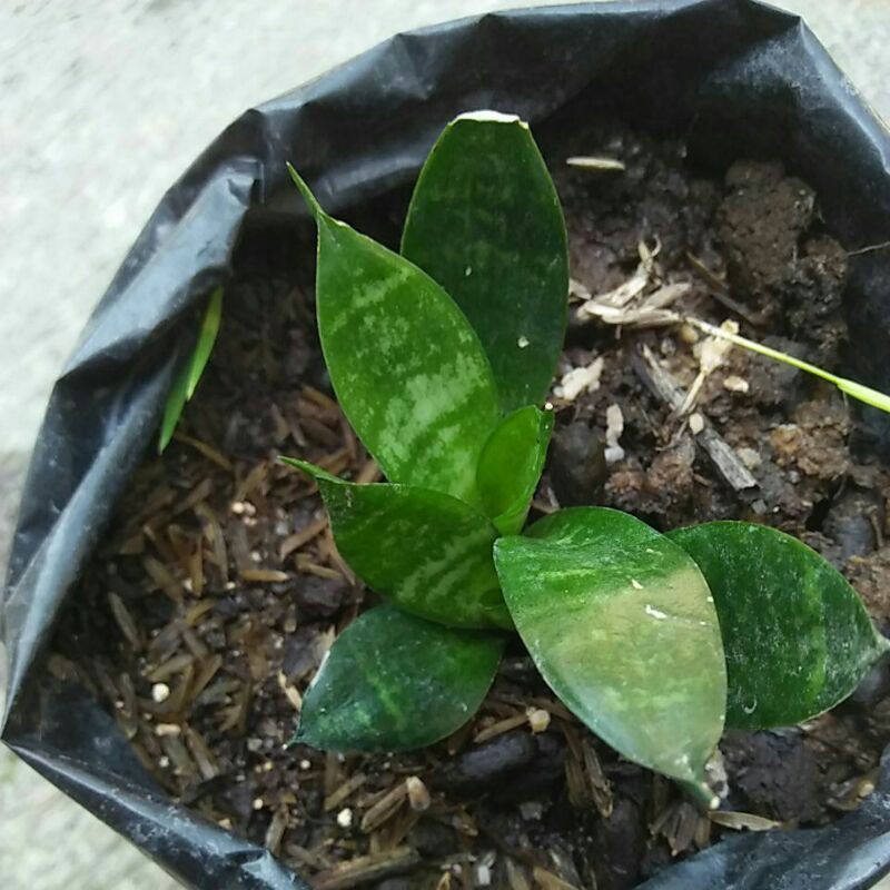 lidah mertua /sansivera  pagoda hijau