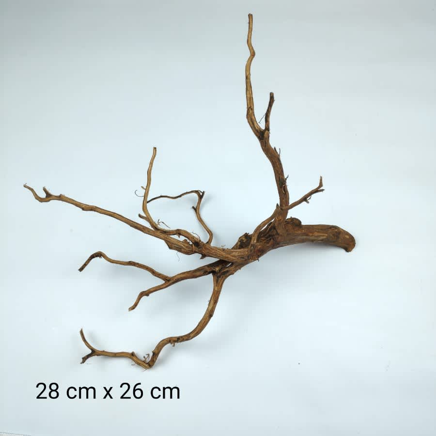 Akar Kayu Rasamala (bukan kisirem) Kupas uk S