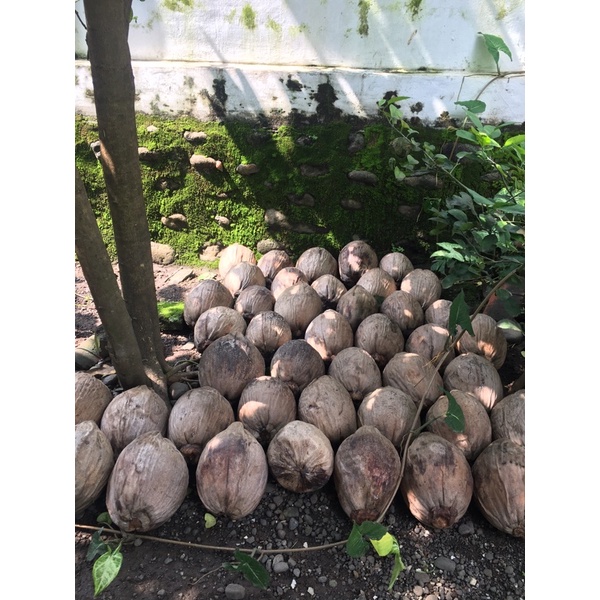 Bibit kelapa gading, Bonsai kelapa gading, Kelapa gading genjah
