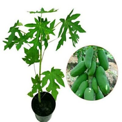 BIBIT TANAMAN BUAH PEPAYA / KATES CALIFORNIA