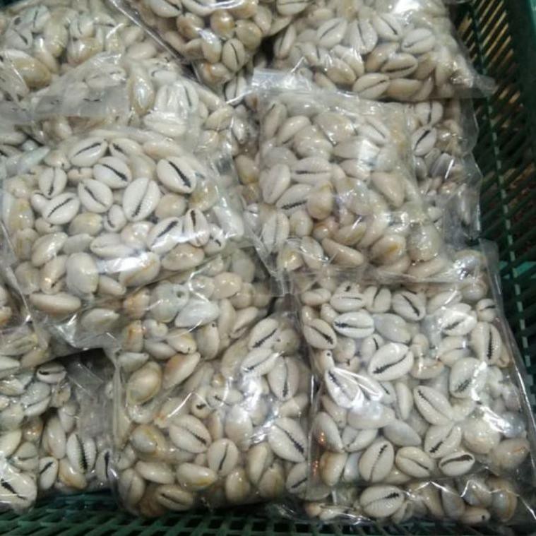 

GROSIR RAMADHAN Biji congklak kerang asli kuwuk isi 100 Biji COD