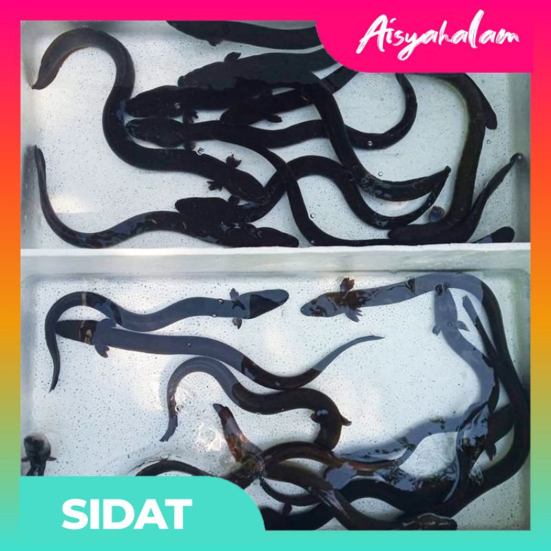 SIDAT BICOLOR | UNAGI | SIDAT MOA