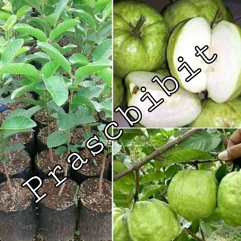 Bibit Jambu ktistal putih (Hasil Okulasi/stek)