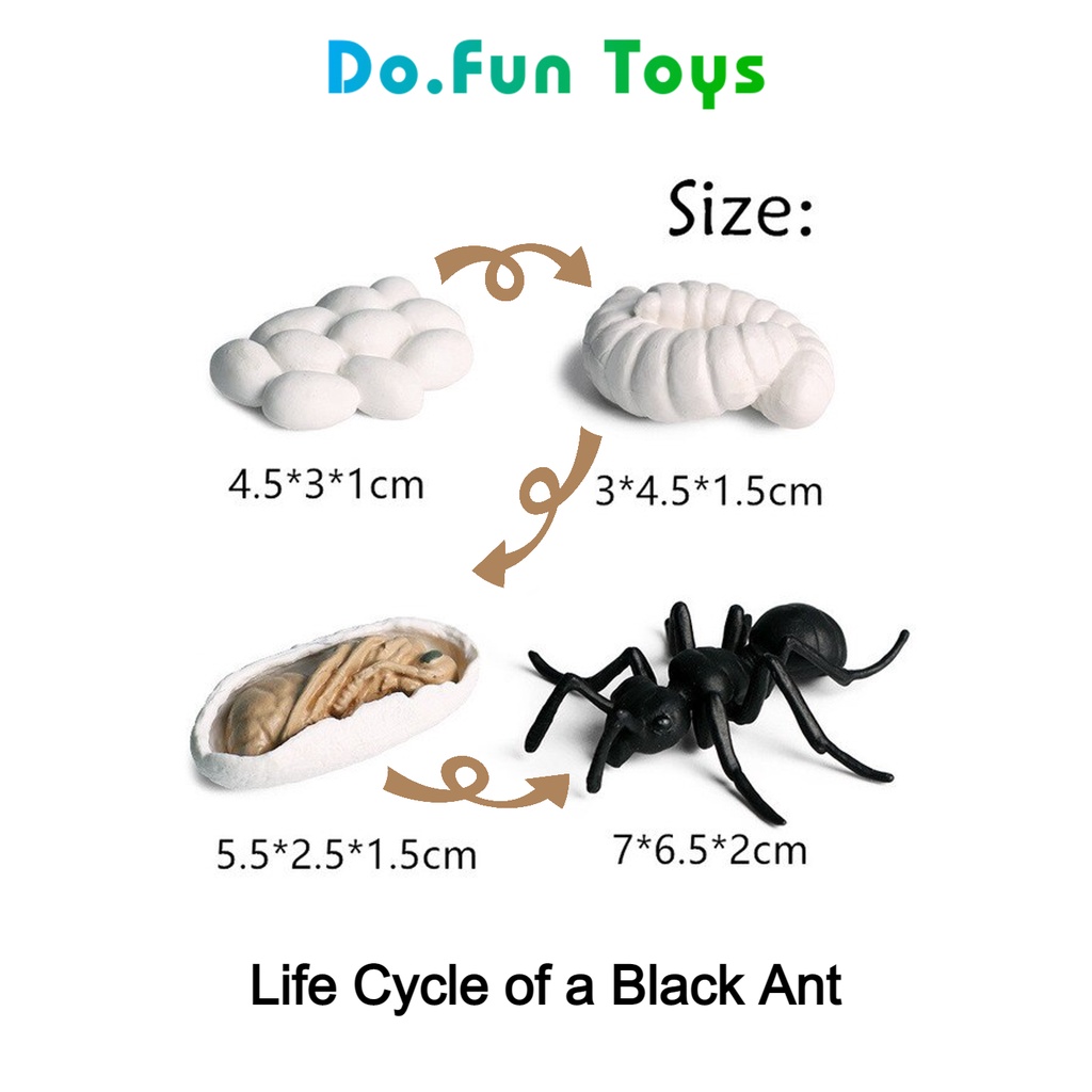 Animal Figure Life Cycle of a Black Ant / Siklus Hidup Binatang Semut Hitam