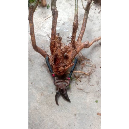 bahan bonsai serut dongkelan