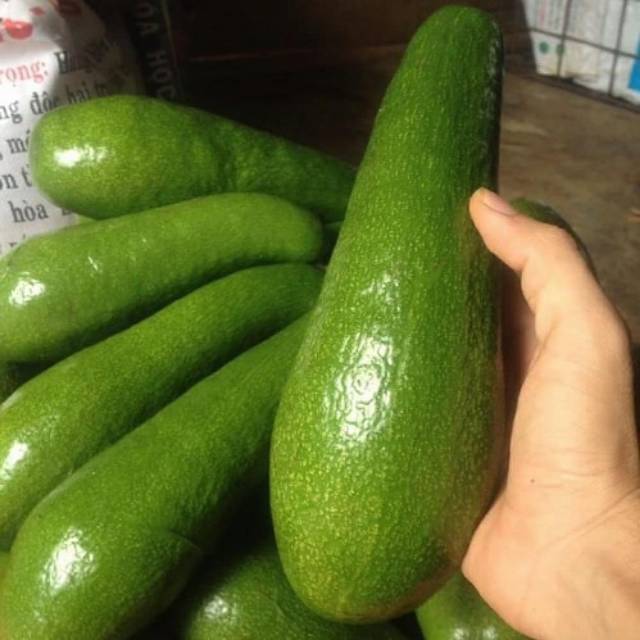 bibit alpukat aligator super