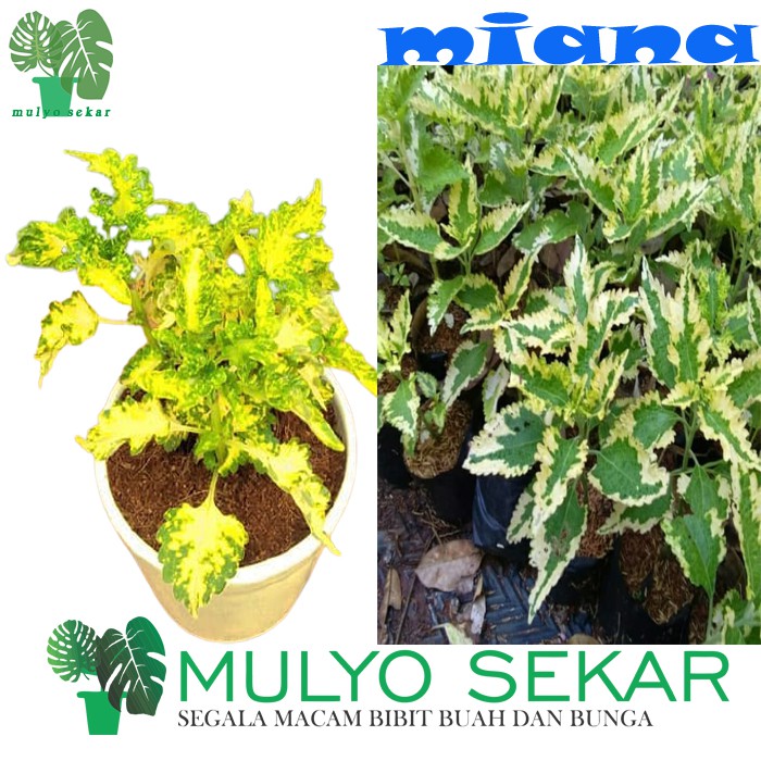 tanaman coleus yellow green - miana