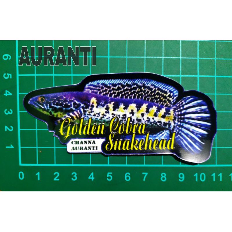 STIKER AQUARIUM UKURAN KECIL IKAN PREDATOR ANTI AIR 10-12cm