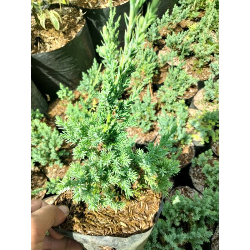 Cemara Sinensis Biru Tanaman Indoor