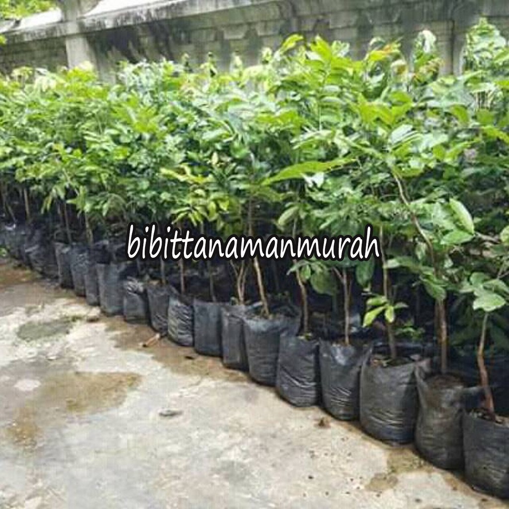 BIBIT KELENGKENG KRISTALIN OKULASI (COCOK DI TANAM POT)