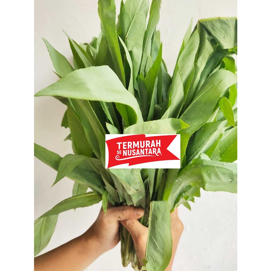 

1kg Sayur Fumak Kumek Kumak Makanan Reptil Iguana Sulcata BD Aldabra Radiata Istar RF CH Parda