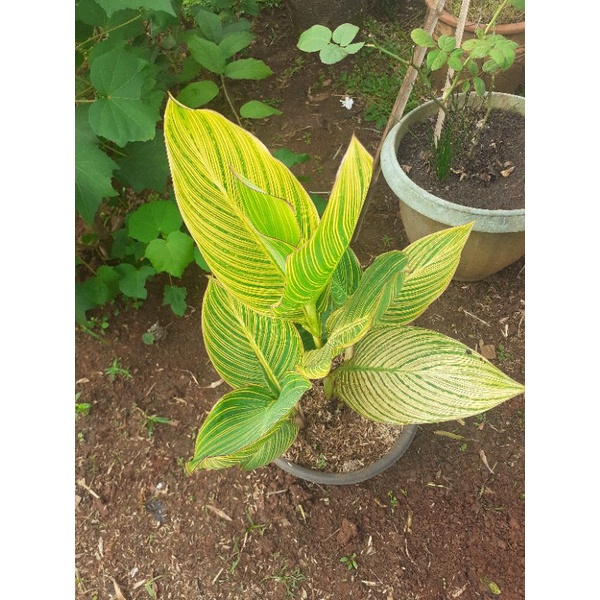 Tanaman hias pisangan kana bunga orange