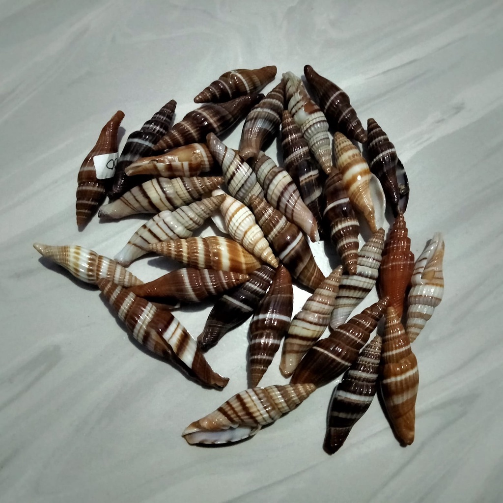 CANGKANG KERANG LAUT HIAS