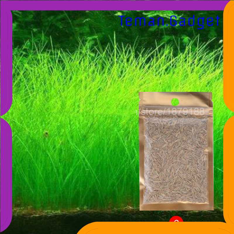 TG-DH Bibit Rumput Air Dekorasi Aquarium Landscape Ornament - H0027