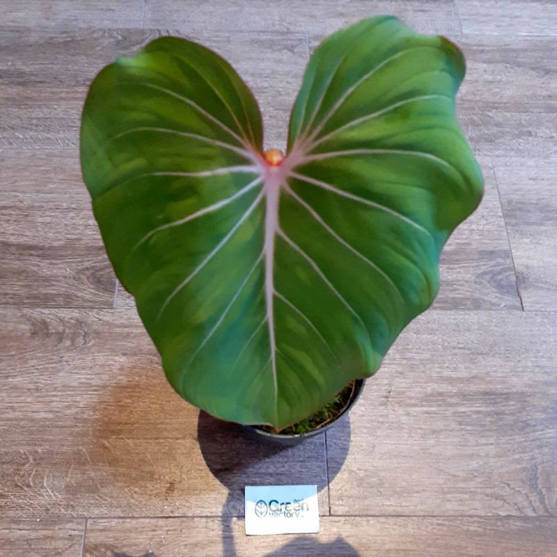 Philodendron Gloriosum - Tanaman Hias Philo Gloriosum