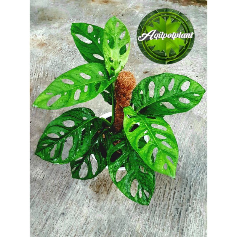 monstera acuminata